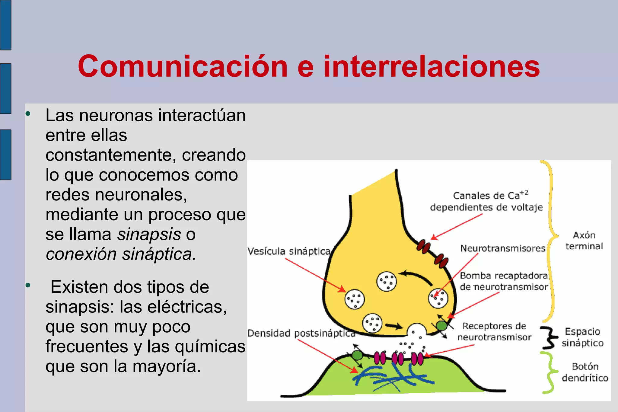 Comunicación e interrelaciones




Las neuronas interactúan
entre ellas
constantemente, creando
lo que conocemos como
redes neuronales,
mediante un proceso que
se llama sinapsis o
conexión sináptica.
Existen dos tipos de
sinapsis: las eléctricas,
que son muy poco
frecuentes y las químicas,
que son la mayoría.

 
