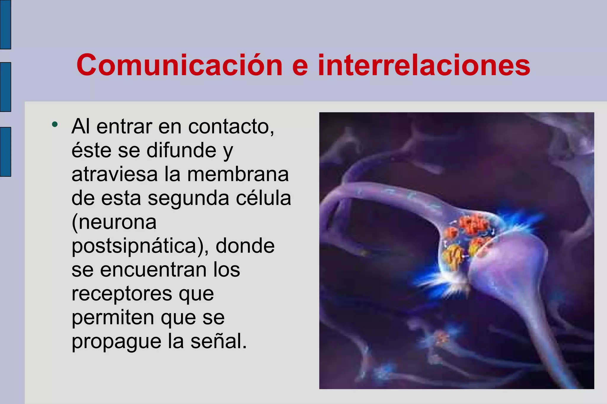 Comunicación e interrelaciones


Al entrar en contacto,
éste se difunde y
atraviesa la membrana
de esta segunda célula
(neurona
postsipnática), donde
se encuentran los
receptores que
permiten que se
propague la señal.

 