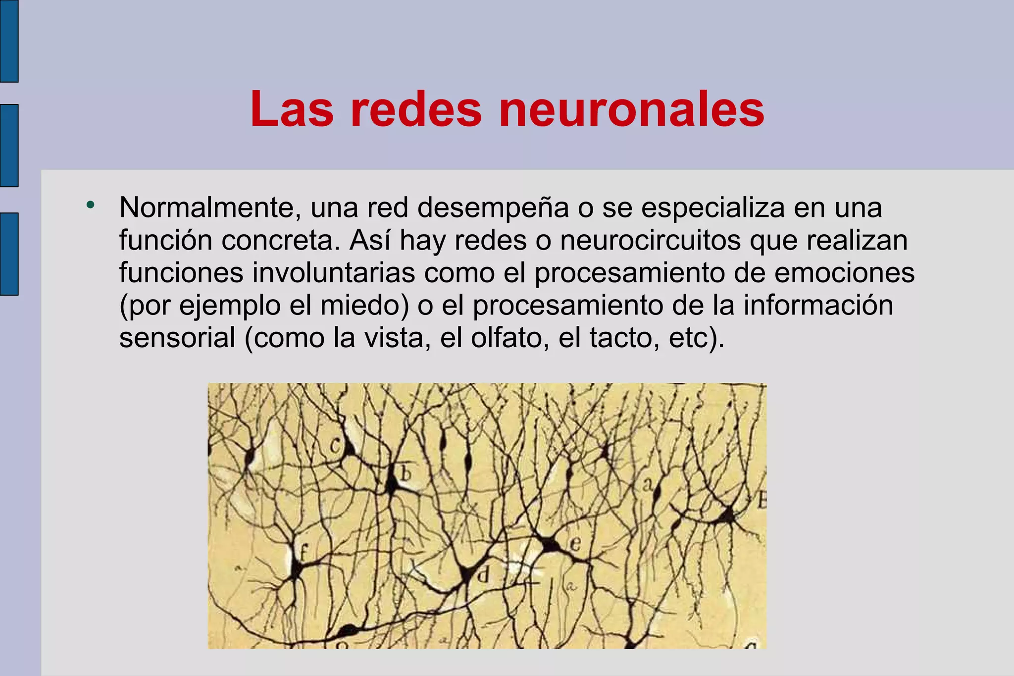 Las redes neuronales


Normalmente, una red desempeña o se especializa en una
función concreta. Así hay redes o neurocircuitos que realizan
funciones involuntarias como el procesamiento de emociones
(por ejemplo el miedo) o el procesamiento de la información
sensorial (como la vista, el olfato, el tacto, etc).

 