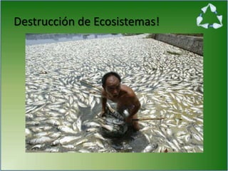 Destrucción de Ecosistemas!
 