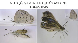 MUTAÇÕES EM INSETOS APÓS ACIDENTE 
FUKUSHIMA 
