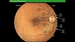 Comprehensive Overview of the Human Visual System and Its Disorders | PPT