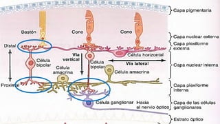 Comprehensive Overview of the Human Visual System and Its Disorders | PPT