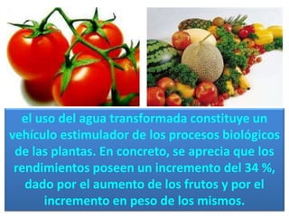 el uso del agua transformada constituye un
vehículo estimulador de los procesos biológicos
de las plantas. En concreto, se aprecia que los
rendimientos poseen un incremento del 34 %,
dado por el aumento de los frutos y por el
incremento en peso de los mismos.
 