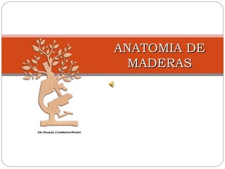 ANATOMIA DEANATOMIA DE
MADERASMADERAS
 