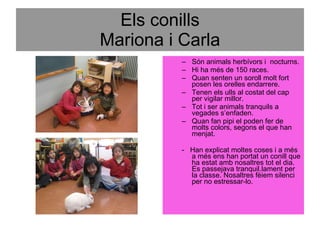 Els conills Mariona i Carla Són animals herbívors i  nocturns. Hi ha més de 150 races.  Quan senten un soroll molt fort posen les orelles endarrere.  Tenen els ulls al costat del cap per vigilar millor.  Tot i ser animals tranquils a vegades s’enfaden. Quan fan pipi el poden fer de molts colors, segons el que han menjat.  -  Han explicat moltes coses i a més a més ens han portat un conill que ha estat amb nosaltres tot el dia. Es passejava tranquil.lament per la classe. Nosaltres fèiem silenci per no estressar-lo. 