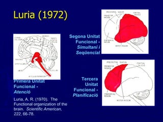 Luria (1972) Primera Unitat Funcional -  Atenció Segona Unitat Funcional -  Simultani i Seqüencial Tercera Unitat Funcional -  Planificació Luria, A. R. (1970).  The Functional organization of the brain.  Scientific American, 222 , 66-78. 