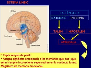 SISTEMA LÍMBIC E S T Í M U L  S EXTERNS INTERNS TÀLEM HIPOTÀLEM AMÍGDALA Capta senyals de perill. Assigna significats emocionals a les memòries que, tot i que seran sempre inconscients repercutiran en la conducta futura. Magatzem de memòria emocional. 