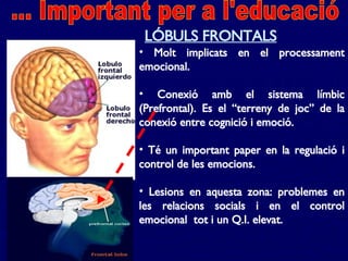 Molt implicats en el processament emocional. Conexió amb el sistema límbic (Prefrontal). Es el “terreny de joc” de la conexió entre cognició i emoció.  Té un important paper en la regulació i control de les emocions. Lesions en aquesta zona: problemes en les relacions socials i en el control emocional  tot i un Q.I. elevat. LÓBULS FRONTALS ... Important per a l'educació 