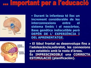 El lòbul frontal es desenvolupa fins a l’adolescència;sobretot, les connexions que estableix amb la resta d’àrees.  És IMPRESCINDIBLE una CORRECTA ESTIMULACIÓ (planificación).  ... Important per a l'educació Durant la infantesa té lloc un increment considerable de les interconnexions entre el sistema límbic i el neocòrtex. Base genètica indiscutible però DEPÈN DE L’ EXPERIÈNCIA I DEL APRENENTATGE. 