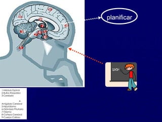 1-Médula Espinal       2-Bulbo Raquídeo      3-Cerebelo  4-Amígdala Cerebral    5-Hipotálamo       6-Glándula Pituitaria 7-Tálamo        8-Corteza Cerebral      9-Cuerpo Calloso planificar 