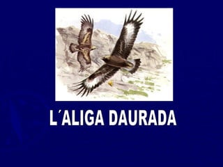 L´ALIGA DAURADA 