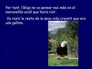 Per tant, l’àliga no va pensar mai més en el meravellós ocell que havia vist. Va viure la resta de la seva vida creient que era una gallina. 
