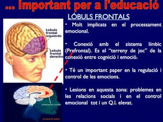 <ul><li>Molt implicats en el processament emocional. </li></ul><ul><li>Conexió amb el sistema límbic (Prefrontal). Es el “...