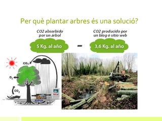 Per què plantar arbres és una solució?
 