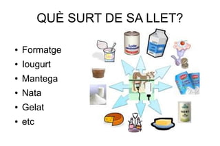 QUÈ SURT DE SA LLET?

●   Formatge
●   Iougurt
●   Mantega
●   Nata
●   Gelat
●   etc
 