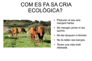 COM ES FA SA CRIA
  ECOLÒGICA?
           ●   Pasturen al seu aire
               menjant herba.
           ●   No mengen pinso ni res
               químic.
           ●   No les tanquen ni fermen.
           ●   No lis tallen ses banyes.
           ●   Tenen una vida molt
               relaxada.
 