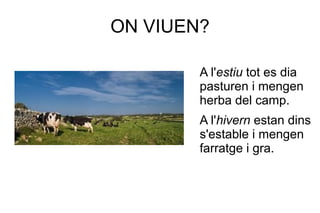 ON VIUEN?

        A l'estiu tot es dia
        pasturen i mengen
        herba del camp.
        A l'hivern estan dins
        s'estable i mengen
        farratge i gra.
 