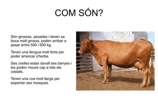COM SÓN?

Són grosses, pesades i tenen sa
boca molt grossa, poden arribar a
pesar entre 500 i 600 kg.
Tenen una llengua molt forta per
poder arrencar s'herba.
Ses orelles estan davall ses banyes i
les poden moure cap a tots els
costats.
Tenen una coa molt llarga per
espantar ses mosques.
 