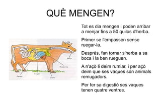 QUÈ MENGEN?
     Tot es dia mengen i poden arribar
     a menjar fins a 50 quilos d'herba.
     Primer se l'empassen sense
     ruegar-la.
     Després, fan tornar s'herba a sa
     boca i la ben rueguen.
     A n'açò li deim rumiar, i per açò
     deim que ses vaques són animals
     remugadors.
     Per fer sa digestió ses vaques
     tenen quatre ventres.
 