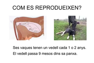 COM ES REPRODUEIXEN?




Ses vaques tenen un vedell cada 1 o 2 anys.
El vedell passa 9 mesos dins sa panxa.
 