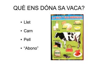 QUÈ ENS DÓNA SA VACA?

  ●   Llet
  ●   Carn
  ●   Pell
  ●   “Abono”
 