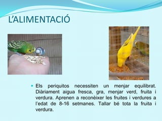 L’ALIMENTACIÓ
 Els periquitos necessiten un menjar equilibrat.
Diàriament aigua fresca, gra, menjar verd, fruita i
verdura. Aprenen a reconèixer les fruites i verdures a
l’edat de 8-16 setmanes. Tallar bé tota la fruita i
verdura.
 