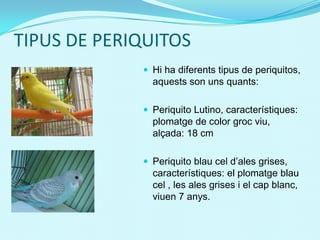 TIPUS DE PERIQUITOS
 Hi ha diferents tipus de periquitos,
aquests son uns quants:
 Periquito Lutino, característiques:
plomatge de color groc viu,
alçada: 18 cm
 Periquito blau cel d’ales grises,
característiques: el plomatge blau
cel , les ales grises i el cap blanc,
viuen 7 anys.
 