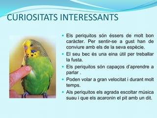CURIOSITATS INTERESSANTS
 Els periquitos són éssers de molt bon
caràcter. Per sentir-se a gust han de
conviure amb els de la seva espècie.
 El seu bec és una eina útil per treballar
la fusta.
 Els periquitos són capaços d’aprendre a
parlar .
 Poden volar a gran velocitat i durant molt
temps.
 Als periquitos els agrada escoltar música
suau i que els acaronin el pit amb un dit.
 