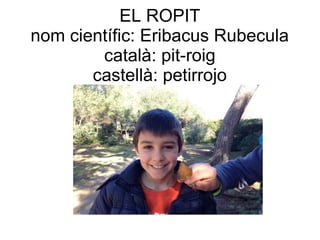 EL ROPIT
nom científic: Eribacus Rubecula
català: pit-roig
castellà: petirrojo
 