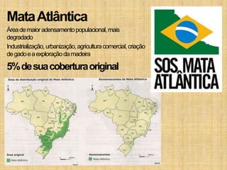 Mata Atlântica
Área de maior adensamento populacional, mais
degradado
Industrialização, urbanização, agricultura comercial, criação
de gado e a exploração da madeira

5% de sua cobertura original
 