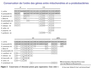 Conservation de l’ordre des gènes entre mitochondries et   -protéobactéries 