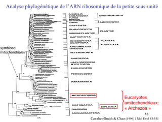 Analyse phylogénétique de l’ARN ribosomique de la petite sous-unité Cavalier-Smith & Chao  (1996) J Mol Evol 43:551 Eucaryotes amitochondriaux: « Archezoa » symbiose mitochondriale? 