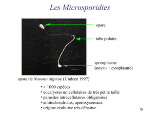 sporoplasme  (noyau + cytoplasme) spore de  Nosema algerae  (Undeen 1997) Les Microsporidies > 1000 espèces eucaryotes unicellulaires de très petite taille parasites intracellulaires obligatoires amitochondriaux, aperoxysomaux origine evolutive très débattue spore tube polaire 