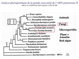 Analyse phylogénétique de la grande sous-unité de l’ARN polymerase II Hirt  et al . (1999) Proc.Natl.Acad.Sci. USA 96:580 