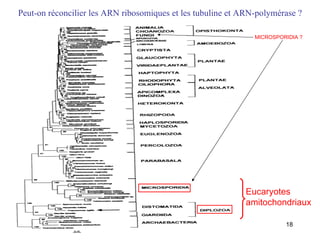 Peut-on réconcilier les ARN ribosomiques et les tubuline et ARN-polymérase ? Eucaryotes amitochondriaux MICROSPORIDIA ? 
