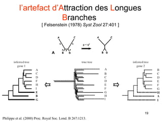 l’artefact d’A ttraction des  L ongues  B ranches  [ Felsenstein (1978)  Syst Zool  27:401 ] Philippe et al. (2000) Proc. Royal Soc. Lond. B 267:1213. 