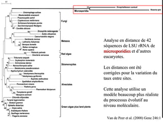 Analyse en distance de 42 séquences de LSU rRNA de  microsporidies  et d’autres eucaryotes. Les distances ont été corrigées pour la variation du taux entre sites. Cette analyse utilise un modèle beaucoup plus réaliste du processus évolutif au niveau moléculaire. Van de Peer et al. (2000) Gene 246:1 