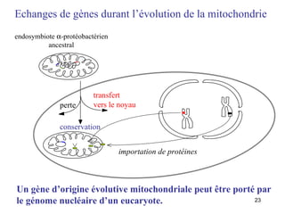 transfert  vers le noyau perte conservation endosymbiote   -protéobactérien  ancestral  Echanges de gènes durant l’évolution de la mitochondrie importation de protéines Un gène d’origine évolutive mitochondriale peut être porté par le génome nucléaire d’un eucaryote. 