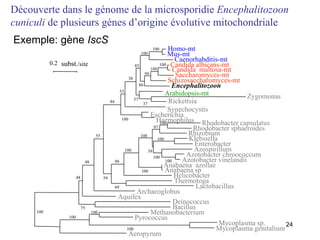 Mycoplasma genitalium Mycoplasma sp. Découverte dans le génome de la microsporidie  Encephalitozoon cuniculi  de plusieurs gènes d’origine évolutive mitochondriale Exemple: gène  IscS Aeropyrum Pyrococcus Methanobacterium 100 100 100 Bacillus Deinococcus Aquifex Archaeoglobus Lactobacillus Thermotoga Helicobacter Anabaena sp Anabaena  azollae Azotobacter vinelandii Azotobacter chroococcum Azospirillum 100 Enterobacter Klebsiella 100 100 Rhizobium Rhodobacter sphaeroides Rhodobacter capsulatus 100 39 97 100 100 100 69 99 Haemophilus Escherichia Synechocystis Rickettsia Zygomonas Arabidopsis-mt 37 Encephalitozoon Schizosaccharomyces-mt Saccharomyces-mt Candida  maltosa-mt Candida albicans-mt 100 100 99 Caenorhabditis-mt Mus-mt Homo-mt 100 86 100 37 85 38 100 33 59 84 55 48 75 48 100 0.2 subst ./site 