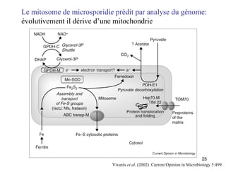 Vivarès  et al.  (2002)  Current Opinion in Microbiology 5:499.  Le mitosome de microsporidie prédit  par  analyse du génome:  évolutivement il dérive d’une mitochondrie   