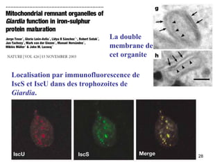 La double membrane de cet organite Localisation par immunofluorescence de IscS et IscU dans des trophozoites de  Giardia . 