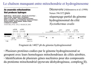 Le chaînon manquant entre mitochondrie et hydrogénosome Fragment de 14027 pb du génome hydrogénosomal Découverte  [Akhmanova et al. (1998) Nature 396:527]  puis séquençage partiel du génome hydrogénosomal du cilié  Nyctothermus ovalis   Plusieurs protéines codées par le génome hydrogénosomal se groupent avec leurs homologues mitochondriaux de ciliés aérobies. Identification de plusieurs gènes nucléaires pour des composants du protéome mitochondrial (pyruvate déshydrogénase, complexe II). 