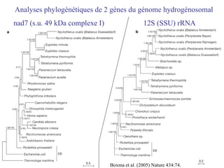 Analyses phylogénétiques de 2 gènes du génome hydrogénosomal 12S (SSU) rRNA nad7 (s.u. 49 kDa complexe I) Boxma et al. (2005) Nature 434:74. 