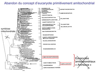 Eucaryotes amitochondriaux « Archezoa » Abandon du concept d’eucaryote primitivement amitochondrial symbiose mitochondriale 