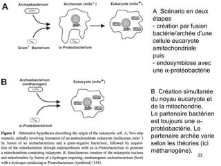 A  Scénario en deux étapes création par fusion bactérie/archée d’une cellule eucaryote amitochondriale puis endosymbiose avec une   -protéobactérie B  Création simultanée du noyau eucaryote et de la mitochondrie. Le partenaire bactérien est toujours une   -protéobactérie. Le partenaire archée varie selon les théories (ici méthanogène). 