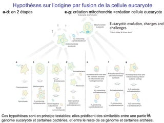 Hypothèses sur l’origine par fusion de la cellule eucaryote a-d : en 2 étapes  e-g : création mitochondrie =création cellule eucaryote Ces hypothèses sont en principe testables: elles prédisent des similarités entre une partie du génome eucaryote et certaines bactéries, et entre le reste de ce génome et certaines archées. 