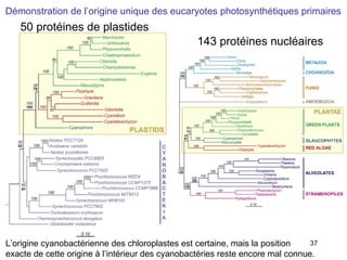 50 protéines de plastides 143 protéines nucléaires Démonstration de l’origine unique des eucaryotes photosynthétiques primaires L’origine cyanobactérienne des chloroplastes est certaine, mais la position  exacte de cette origine à l’intérieur des cyanobactéries reste encore mal connue. 