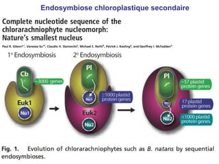 Endosymbiose chloroplastique secondaire 