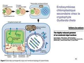 Endosymbiose chloroplastique secondaire chez la cryptophyte  Guillardia theta 